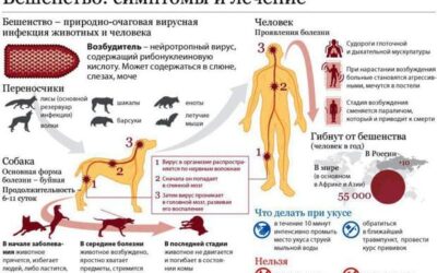 Всемирный день борьбы против бешенства
